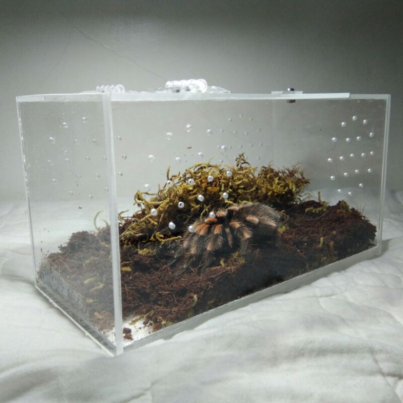 Acrylic enclosure for tarantula 5x5x10 inches/ exotic pets / tarantula