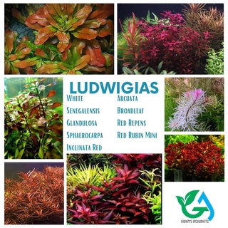 Ludwigia - Aquatic Plants [White, Senegalensis, Sphaerocarpa, Inclinata Red, Glandulosa, etc.]