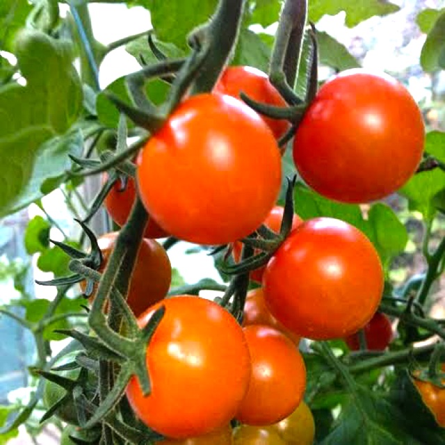 Tomato Seeds Kamatis 30 50seedspack Shopee Philippines 8657