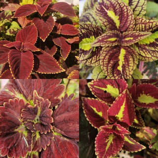 Coleus plant care image