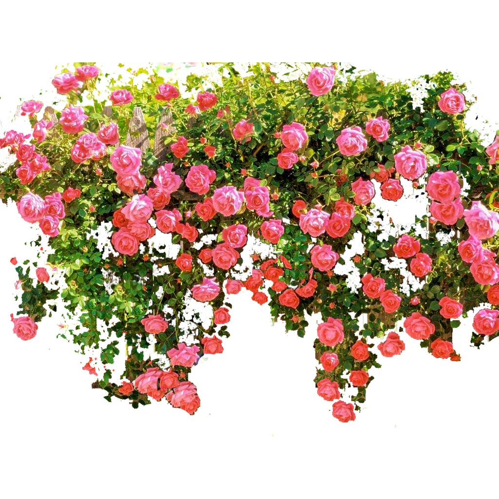 Climbing Rose Flower Seeds Red Purple Pink White Blue Shopee Philippines