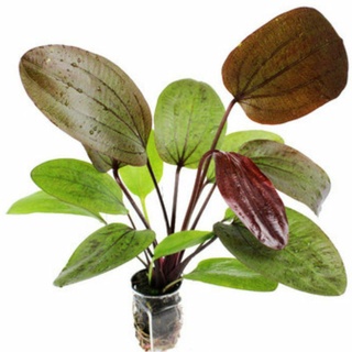✺▨Echinodorus Ozelot Red (1 Rhizome ) Aquatic Plant