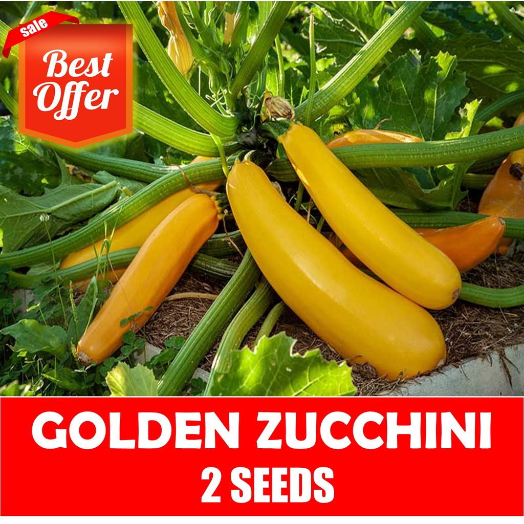 Golden Zucchini Seeds Squash SeedsGolden Zucchini Seeds Squash SeedsGolden Zucchini Seeds