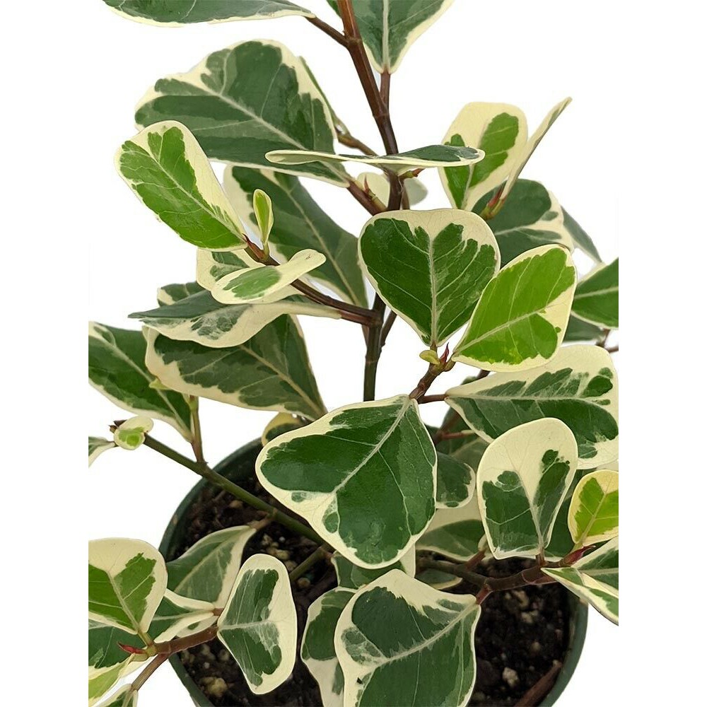  Ficus  triangularis  variegata Shopee Philippines