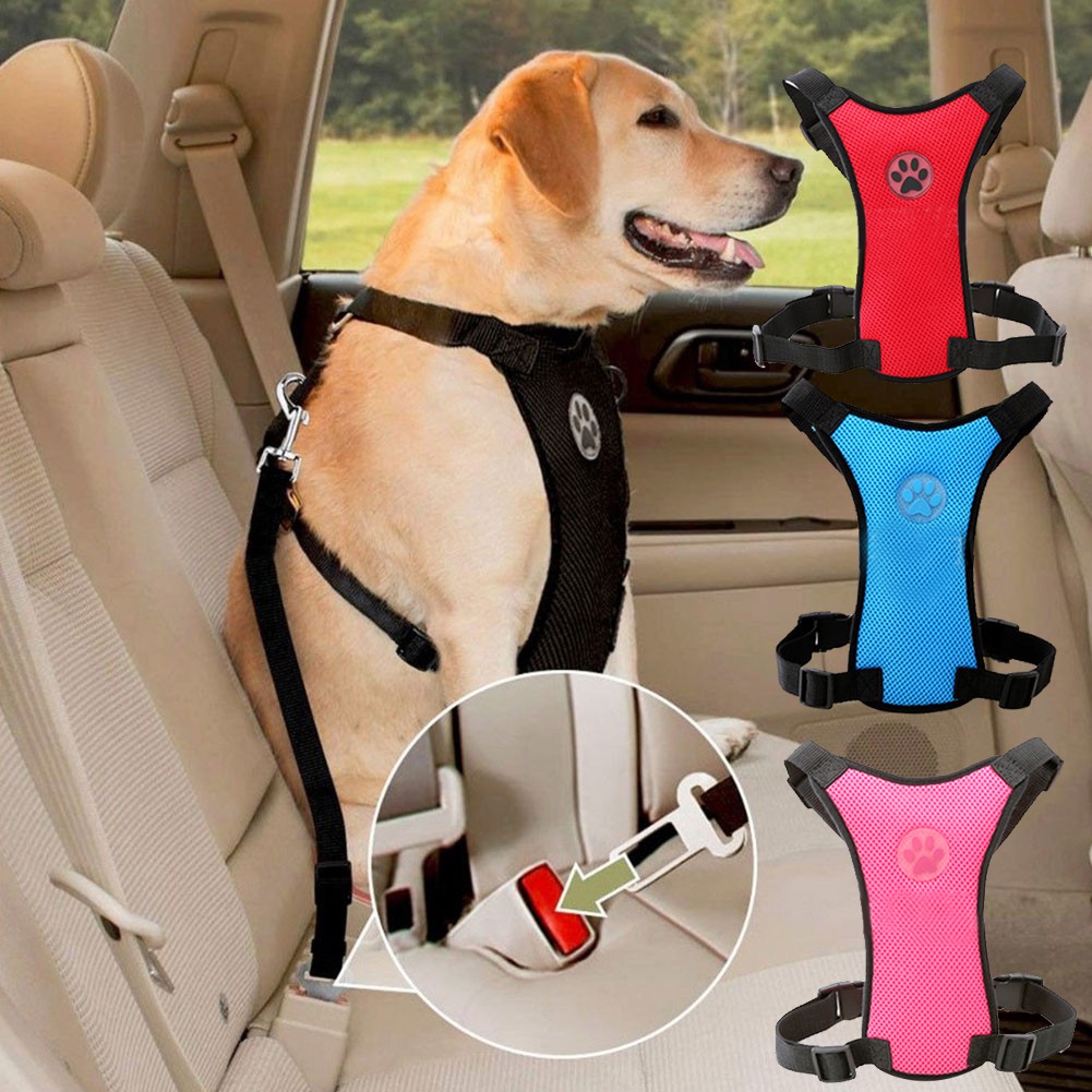 seat belt dog collar