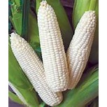Corn▪︎Mais seeds (White corn▪︎Sweet corn▪︎Purple corn)