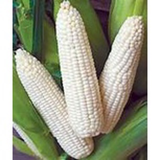 Corn▪︎Mais seeds (White corn▪︎Sweet corn▪︎Purple corn) #4