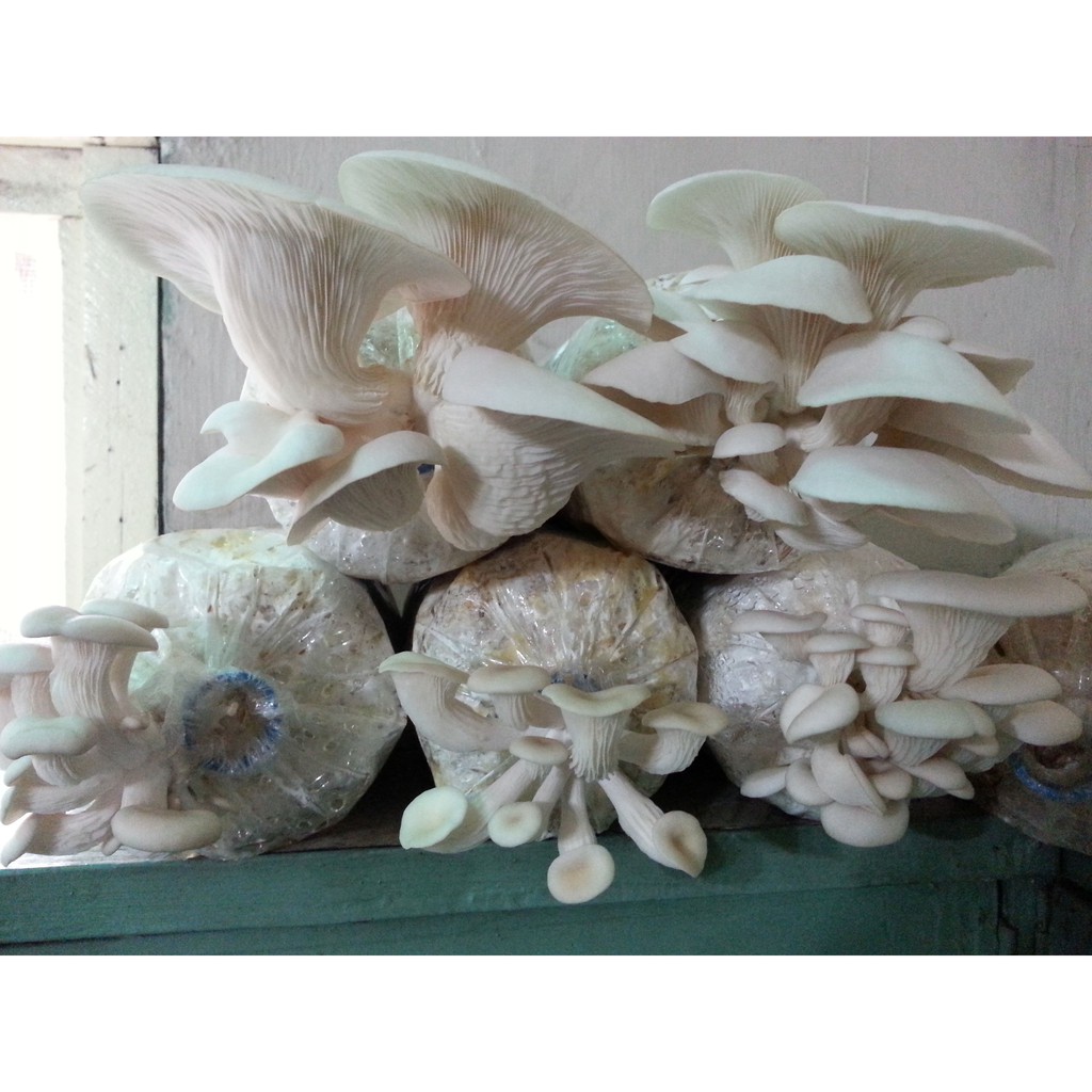 mushroom fruiting bag philippines