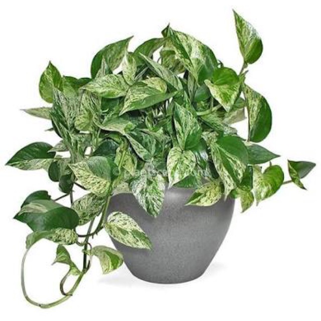 money plant