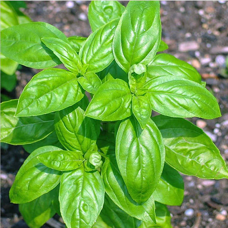Basil seeds ocimum basilicum seeds vegetable fragrant for planting-Medicinal Pip