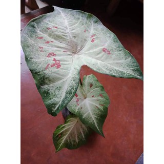 Caladium Live Plant For Sale Small Plant Only Shopee Philippines