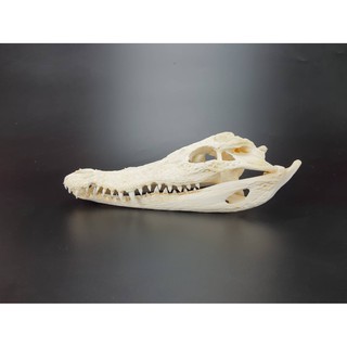 Crocodile Skull For Decorating Cages Or Cabinets Is A Place To Hide Animals #6