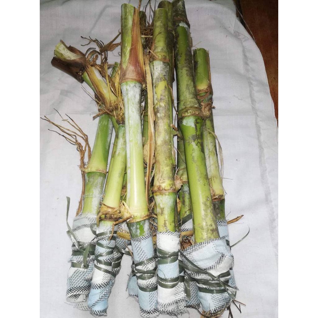 ycm8renj7lNAPIER GRASS CUTTINGS 12 pcs forages for cow carabao goat