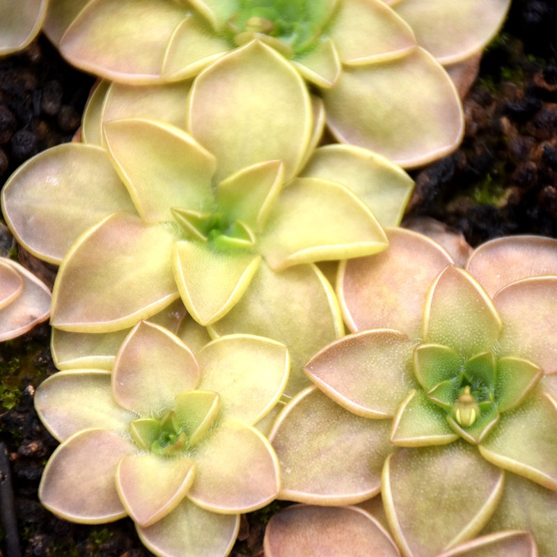 SemiEpiphyllum Joana Vance Butterwort Succulent InsectEating Plant