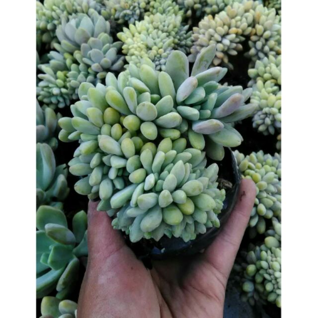 Crested Moonstone Succulents Shopee Philippines