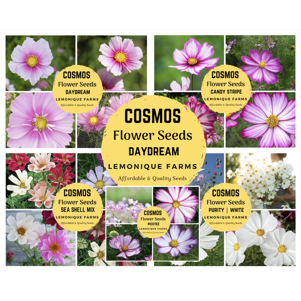 cosmos flower seeds non-hybrid, OPV cosmos seeds purity cosmos sea shell cosmos  picotee cosmos | Shopee Philippines