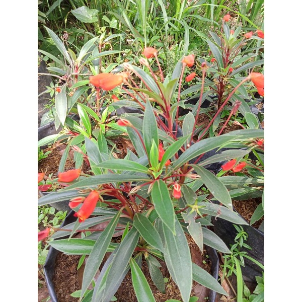 Available Live Plants for sale (Tutti Fruity)