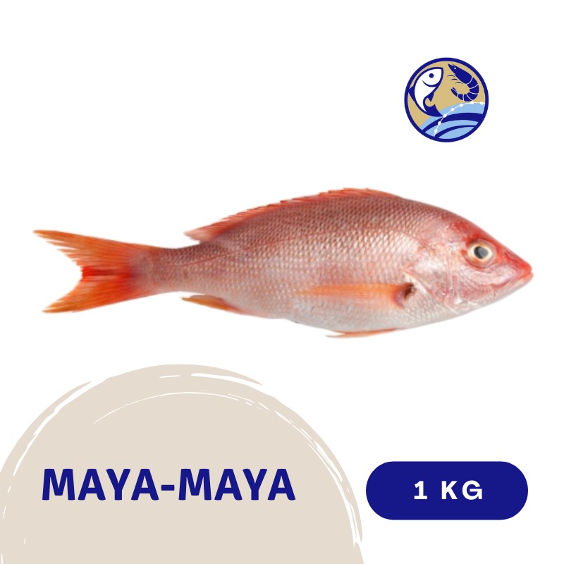 Maya Maya Red Snapper Php 650 Kg Shopee Philippines