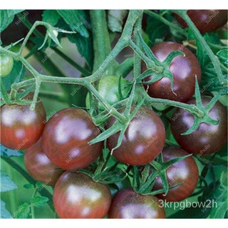 Hot Sale! 500 Pcs Rare Mini Cherry Tomato Plant seeds, Balcony Sweet Fruits Vegetables Potted Bonsai #3