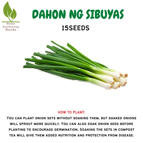 Dahon Ng Sibuyas 15seeds Shopee Philippines 2967