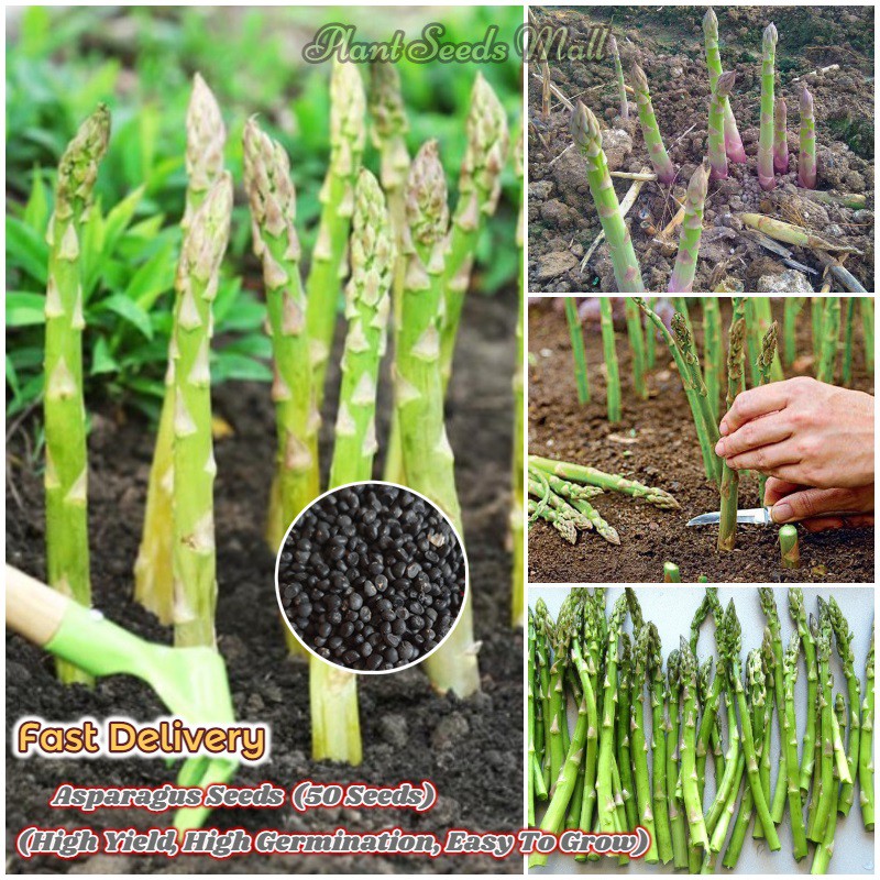[Fast Delivery] 50pcs Asparagus Seeds for Planting Heirloom NONGMO