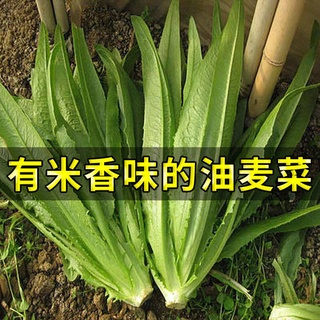 Rapeseed four seasons sowing sweet and crispy sesame oilseed heat-resistant large-leaf green balcony #1