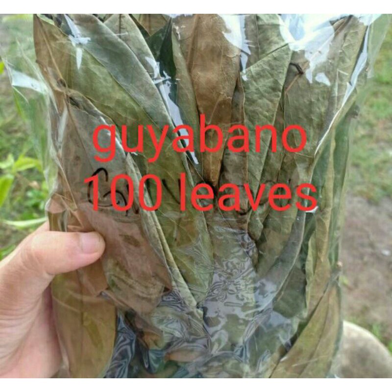 Dahon Ng Guyabano Guyabano Leaves Shopee Philippines