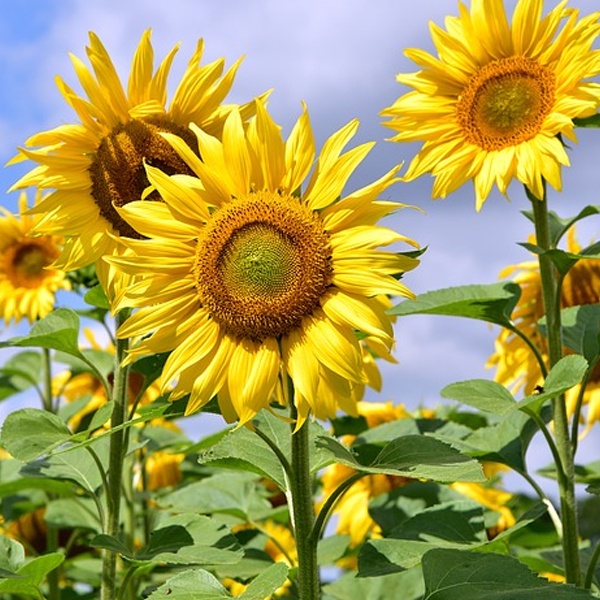 Giant Sunflower Seeds - Giant Sunflower Sunzilla Ukraine | Shopee ...