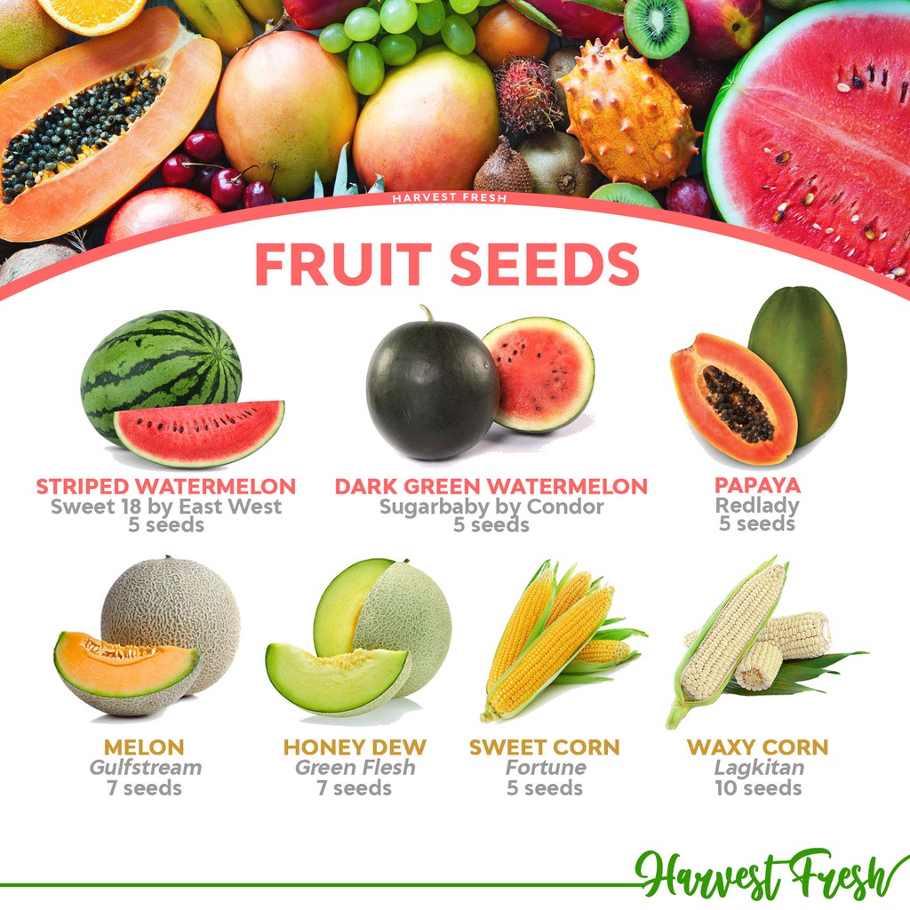 Fruit Seeds - Melon Watermelon Honey Dew Corn Singkamas Seeds | Shopee ...