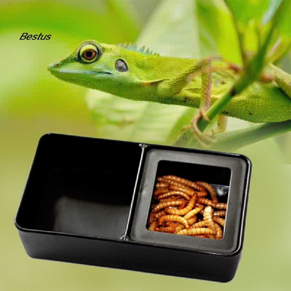 Best Plastic Pet Insect Reptile Breeding Live Food Feeding Box Two