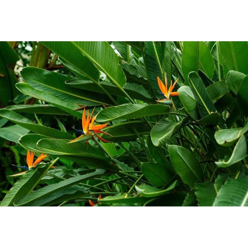 Birds Of Paradise Strelitzia Reginae Young Plant Yellow Shopee Philippines