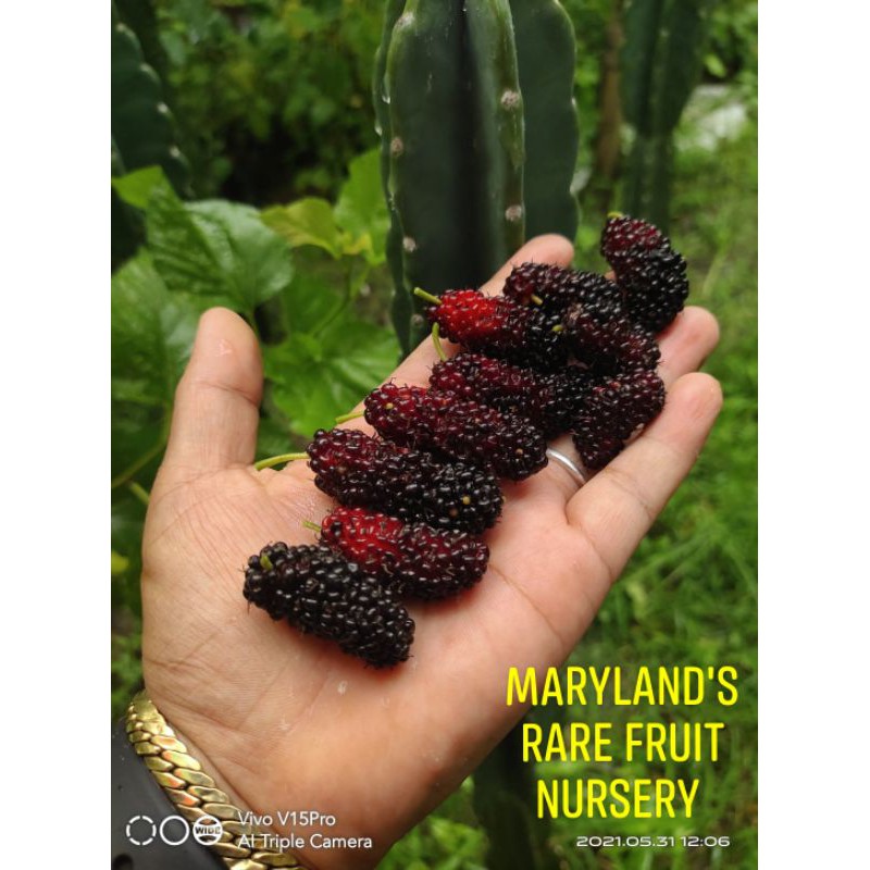 Illinois Everbearing Mulberry – Naturally Grown