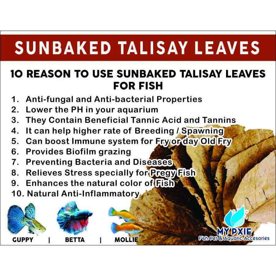 Sunbaked TALISAY LEAVES | Guppy | Molly | Betta | Fighting Fish | Platy ...