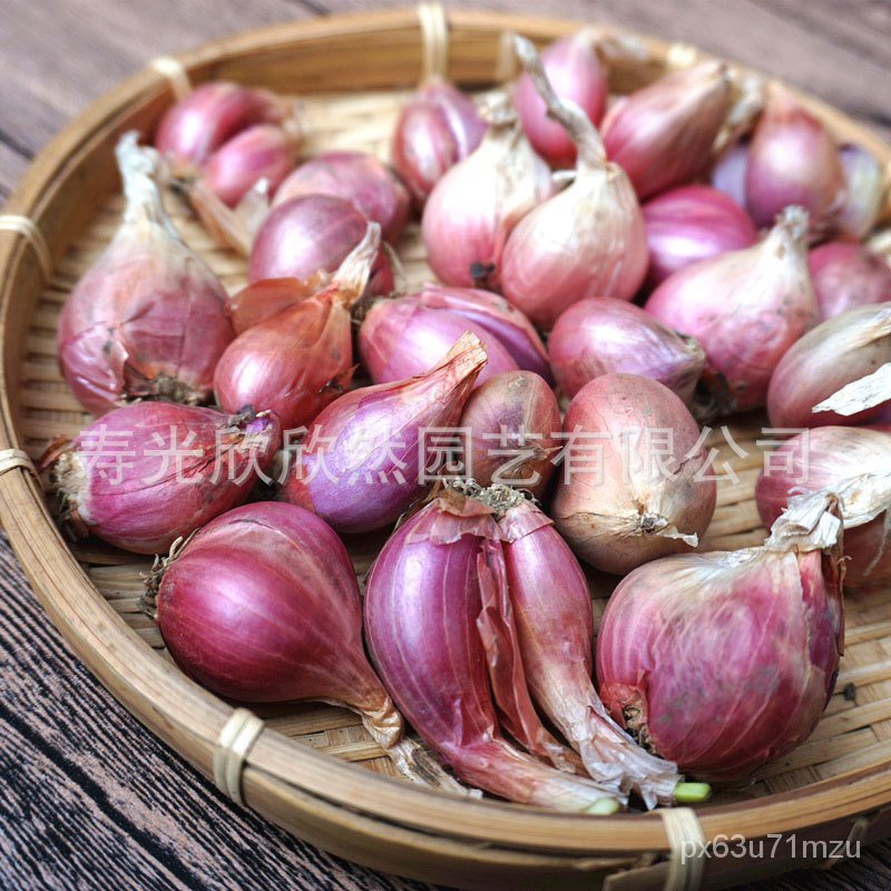 Four Seasons Chive Head Onion Seed Onion Shallot Seed Seedling Balcony