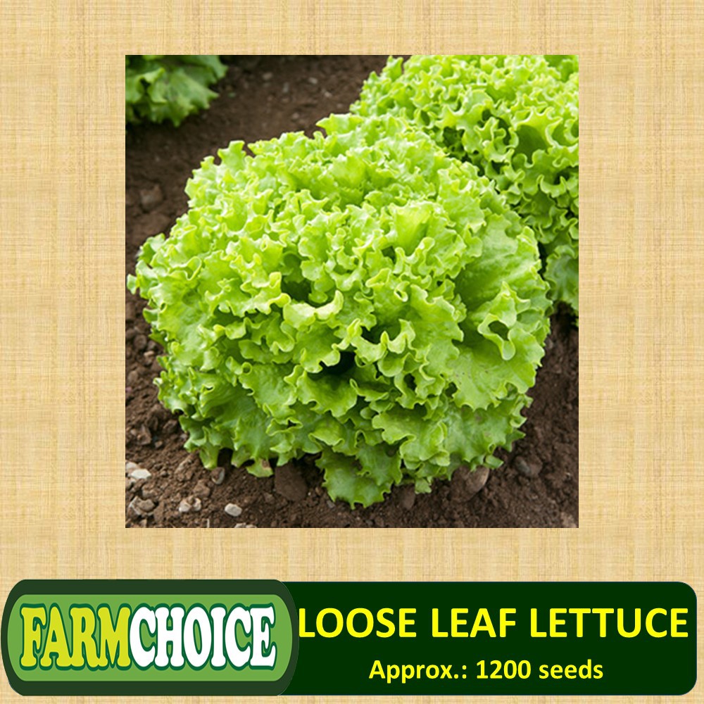 Loose Leaf LETTUCE Seeds Shopee Philippines