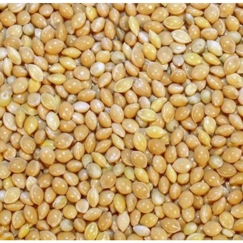 Bird Feed White Millet / Bird Food Sambo White Gred B Repack 1kg