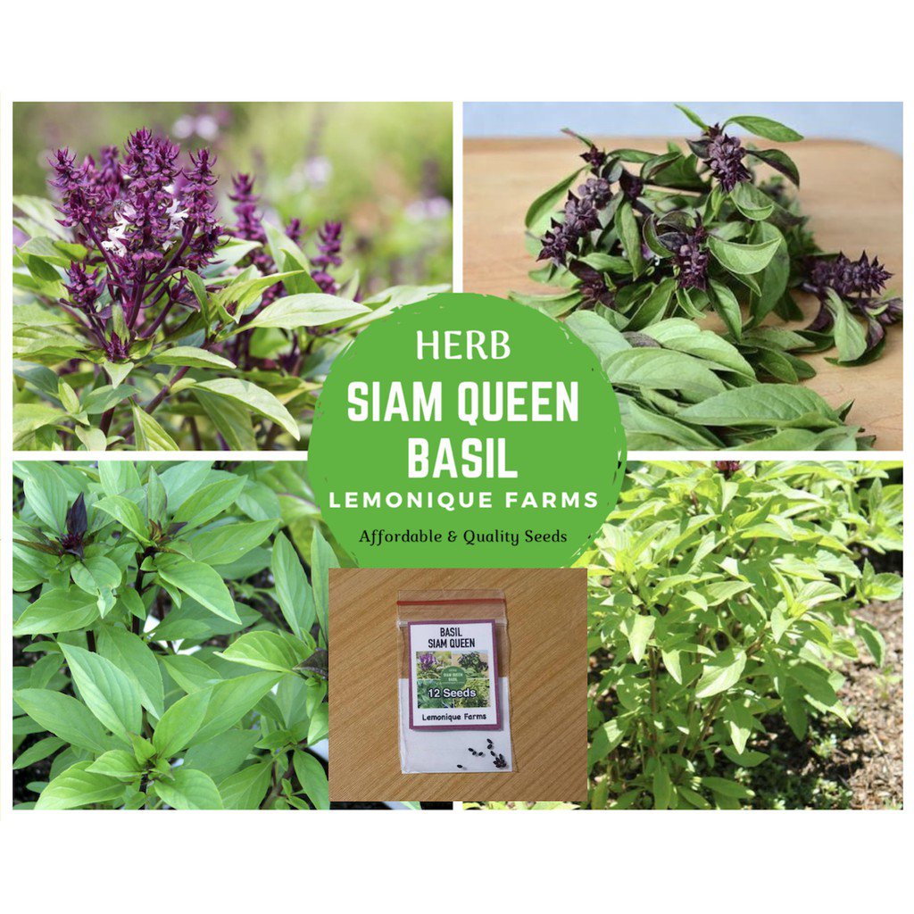 cash on delivery Siam Queen Thai Siam Basil Seeds Thai Siam Basil