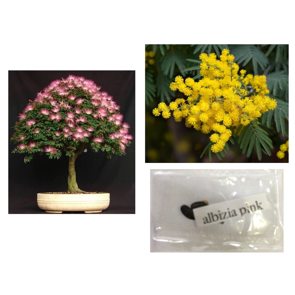 mimosa flower tree powder puff plant seeds Shopee Philippines