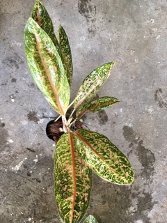  Aglaonema  aka Dona  Carmen  Chinese Evergreen indoor 