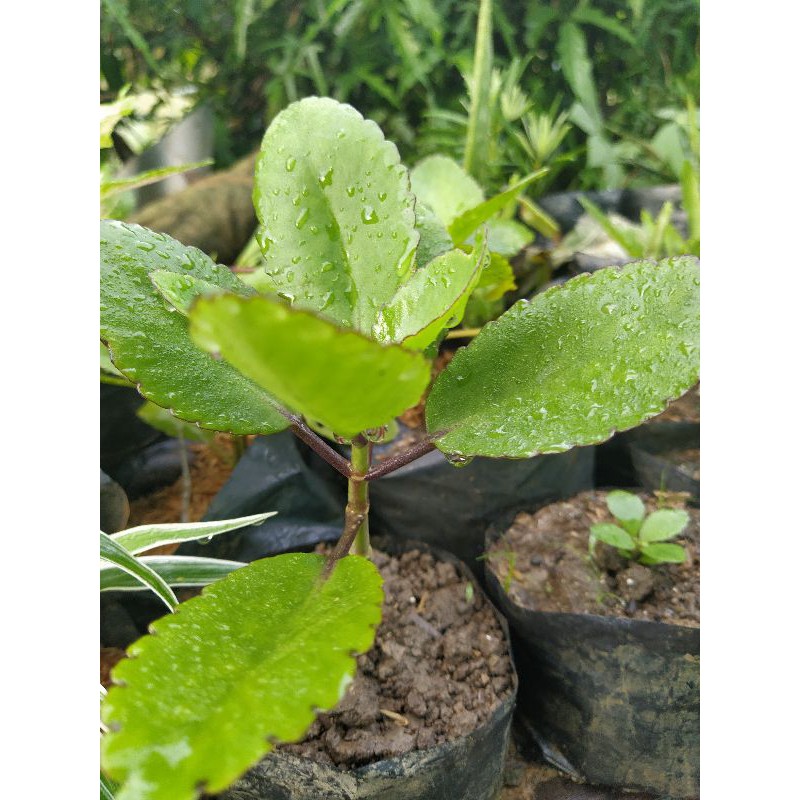 Miracle Plant/Kalanchoe Pinnata (Kataka taka) Shopee Philippines