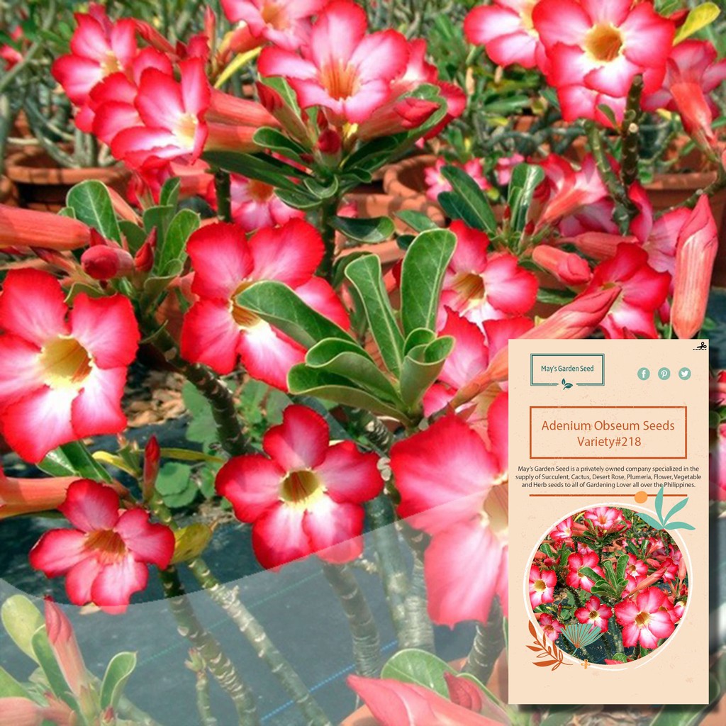 One Petal Pink Red Desert Rose Seeds,Adenium Obesum Seeds – Variety#218 ...
