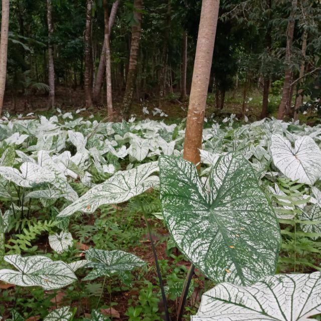 white christmas plant