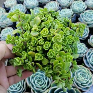 Succulents Cacti Depot Online Shop Shopee Philippines