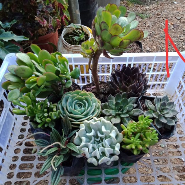 Set of common succulents Shopee Philippines