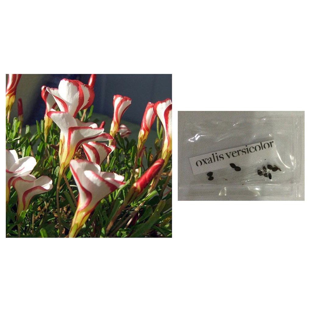 oxalis versicolor candy cane flower plant seeds Shopee Philippines