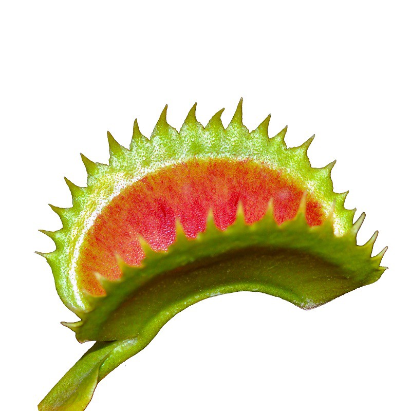 List of InsectEating Plants in Small Cordyceps HallExchange To Make