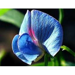 Blue Sweet Pea Flower Plant Seeds | Shopee Philippines