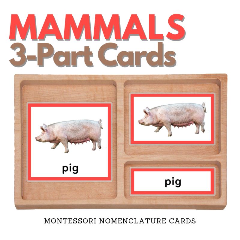 ANIMALS Montessori Nomenclature | Matching Three Part Cards | Zoology Animal  Classification | Shopee Philippines