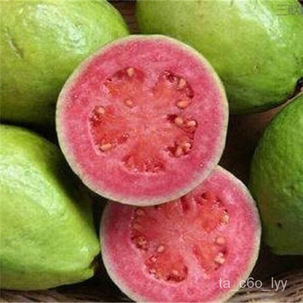 seeds for planting 100pcs  Guava Tree Seeds  Vegetable Fruit Tree Plant Plants for Sale Bonsai Pot H