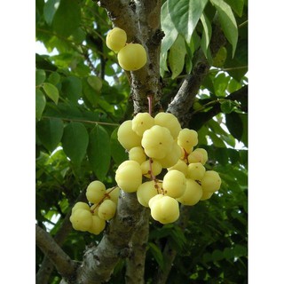 Karamay Fruit Tree _ Star Gooseberry, AKA Otaheite Gooseberry, AKA ...